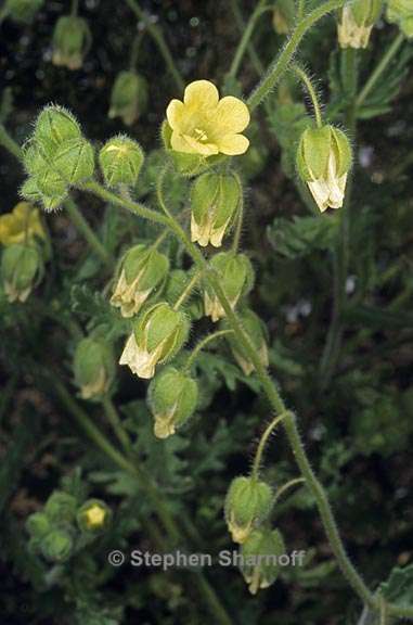 emmenanthe penduliflora var penduliflora 2 graphic